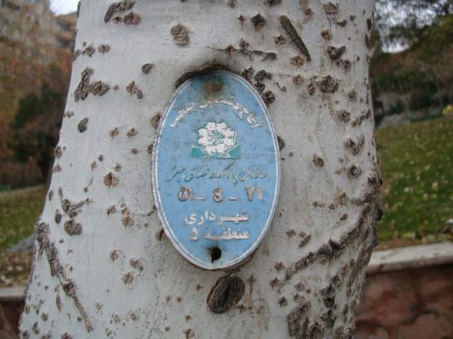 پلاک گذاری درخت - تبریز 